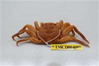 藏品(鱗形斜紋蟹)的圖片